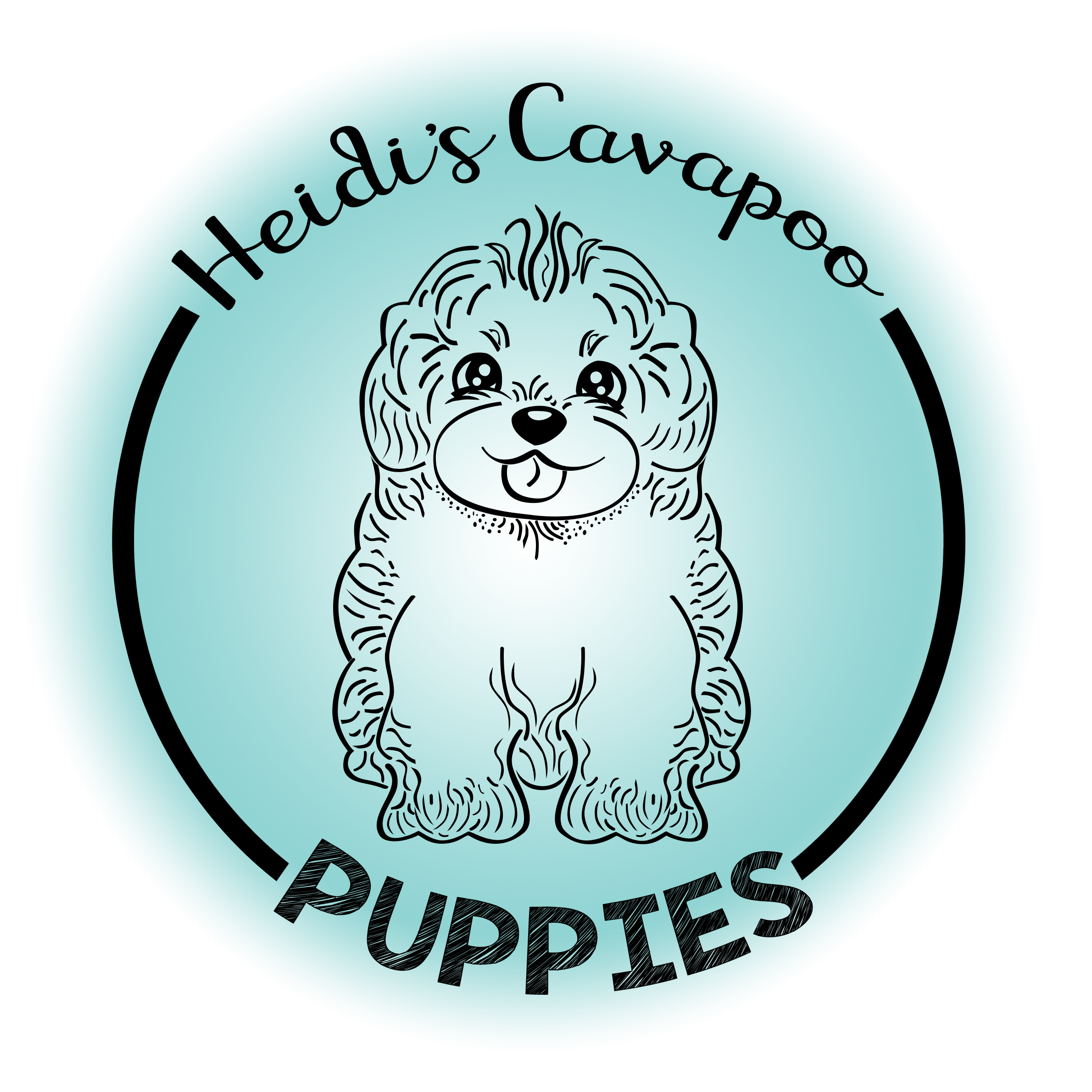 Heidi's Cavapoo Puppies